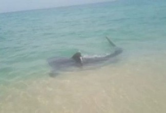 Criança de 8 anos é atacada por tubarão em famosa praia do Nordeste