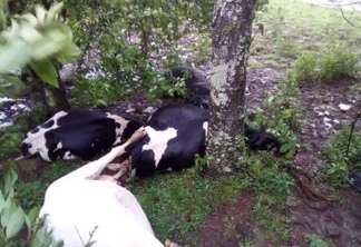 Raio mata cinco vacas em sítio no interior do Rio Grande do Norte