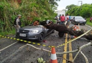 TRAGÉDIA: Motorista morre após árvore cair em cima de veículo em Borborema, na Paraíba - VEJA VÍDEO 