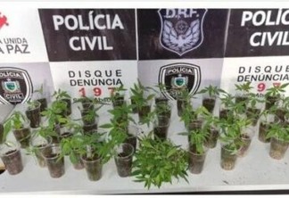 Polícia desarticula laboratório com mais de 100 mudas de maconha em Campina Grande