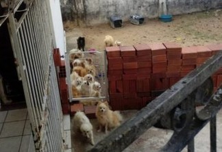 Mais de 30 cachorros são resgatados de canil clandestino em João Pessoa
