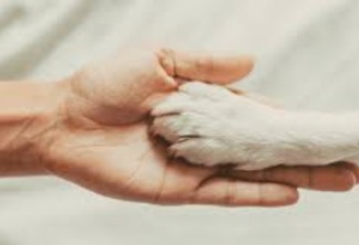 Prefeitura de Conde esclarece questão sobre eutanásia animal