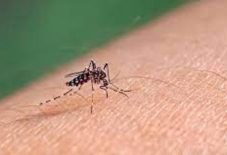 Mosquito da dengue: Imagem: reprodução/internet