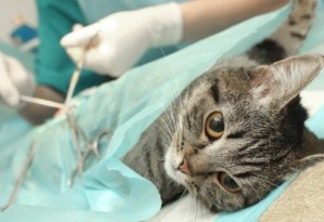 UFPB e Centro de Zoonoses realizam mutirão de castração de gatos e cães