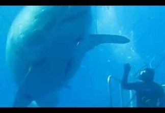 SURPREENDENTE: Pesquisador flagra tubarão branco com mais de 5m durante mergulho - VEJA VÍDEO