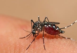 SITUAÇÃO PREOCUPANTE! Mais de mil casos de dengue são registrados na Paraíba