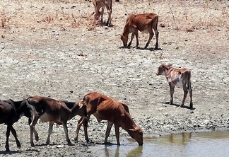 Nordeste terá pior seca dos últimos 100 anos