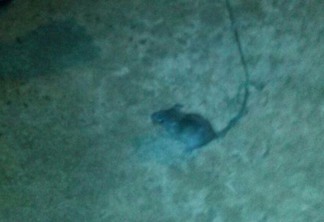 Rato é domesticado e usado para traficar drogas em presídio do TO