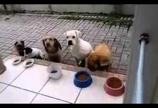 SENSAÇÃO: Vídeo mostra cachorros que esperam dono rezar para comer - VEJA VÍDEO
