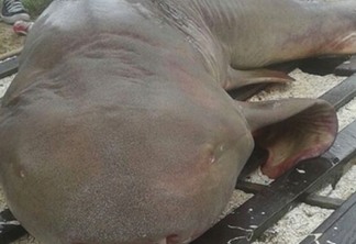 Tubarão em risco de extinção é capturado por pescadores na Praia do Cabo Branco em João Pessoa
