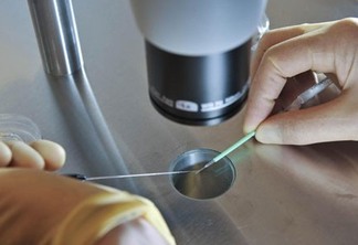Britânicos autorizam cientistas a modificar embriões humanos