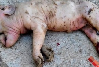MORREU LOGO: Porco nasce com tromba de elefante no Sertão paraibano
