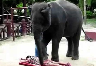 VEJA VÍDEO: Na Tailândia, elefantes fazem massagens em turistas e revoltam ativistas