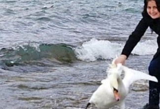 Turista mata cisne ao tentar tirar selfie