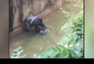 CENAS FORTES: Gorila é morto após menino cair em área isolada de zoológico nos EUA - VEJA VÍDEOS