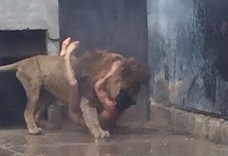 Leões são sacrificados no Chile após homem nu invadir jaula de zoológico