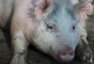 Cientistas criam órgãos humanos em porcos para transplante