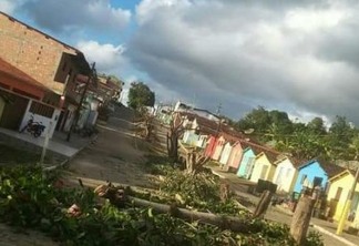 Prefeitura de Borborema comete crime ambiental em nome da poda de árvores