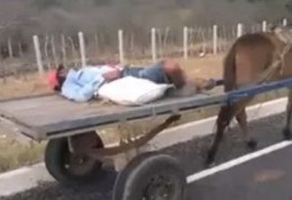 VEJA VÍDEO: Burro esperto conduz carroça enquanto condutor cai no sono