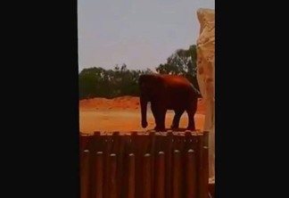 VEJA VÍDEO: Menina de 7 anos morre ao ser atingida por pedra jogada por elefante em zoológico