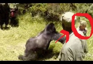 VEJA VÍDEO: Mulher é atacada por gorila durante safári de lua de mel