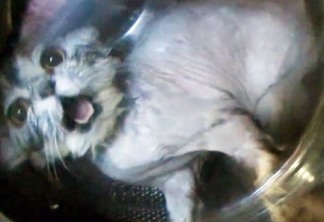 Gato sobrevive após ser 'lavado' em máquina a 60 graus
