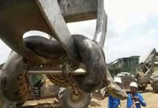 IMPRESSIONANTE - Anaconda gigante de 10 metros é encontrada no Brasil; VEJA VÍDEO