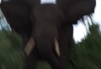 O aterrorizante momento em que ambientalista é atacado por elefante