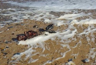 Imagens de suposto corpo de sereia encontrado praia intriga internautas