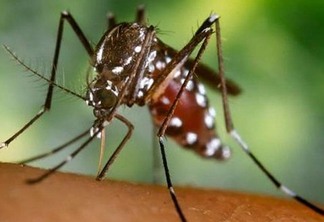 Secretaria de Saúde da Capital lança alerta contra o mosquito da dengue
