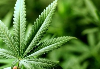 É registrado o primeiro remédio a base de cannabis sativa do Brasil