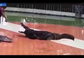 IMAGENS FORTES - Crocodilo quebra braço de treinador durante apresentação