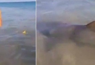 BOATO - Vídeo viral que mostra tubarões não foi feito no Rio; imagens são de Noronha