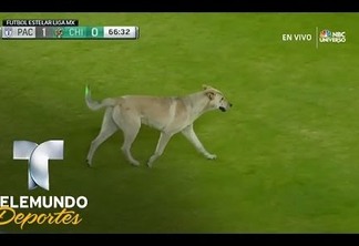 VEJA VÍDEO - Gato e cachorro invadem gramado em jogo do Campeonato Mexicano