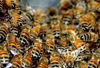 Mulher sofre ataque de abelhas na capital e é ferroada mais de 30 vezes