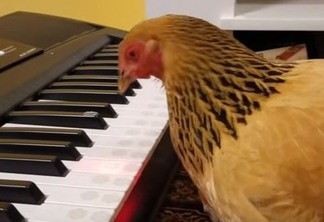 Galinha toca canção patriótica americana ao teclado e viraliza