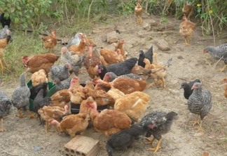 Estiagem leva agricultor de Cajazeirinhas a optar por avicultura com orientação da Emater