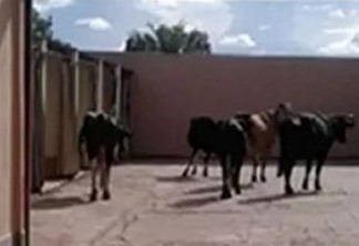 Após acidente, vacas levadas em caminhão vão parar dentro de motel