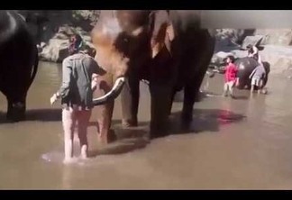 VEJA VÍDEO - Mulher é arremessada por elefante ao tetar lavar sua tromba