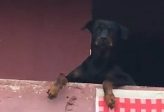 VIRALIZOU - Foliões cantam para cachorro na janela e vídeo bomba na internet
