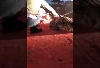 Crocodilo morde cabeça de treinador durante apresentação em circo - VEJA VÍDEO