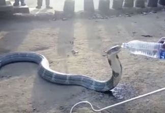 Vídeo: cobra venenosa bebe água de garrafa oferecida por guarda florestal na Índia