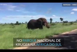 IMPRESSIONANTE - Vídeo flagra momento em que elefante ataca visitantes em safari