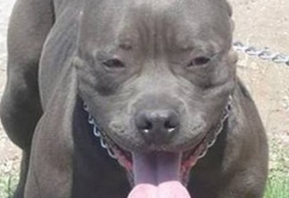 Criança morre após ataque de cão da raça Pitbull