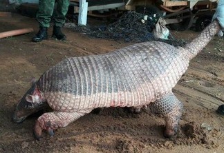Tatu gigante ameaçado de extinção é resgatado ferido no Tocantins