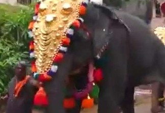 VEJA VÍDEO: Elefante acerta coice violento em homem durante procissão