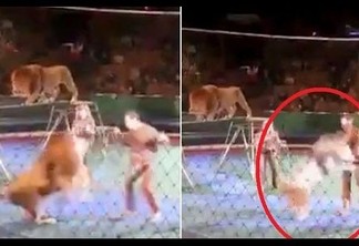 VEJA O VÍDEO: Leão ataca e quase mata treinador durante show em circo