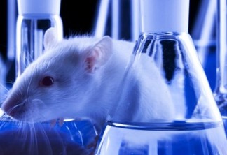 Cientistas criam ovário 3D que recupera a fertilidade de ratas
