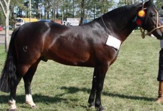 REPRODUTOR: cavalo morre um mês após ser comprado por 7 milhões