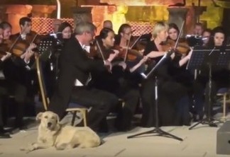 VEJA VÍDEO: Cachorro invade apresentação de orquestra e viraliza na Internet